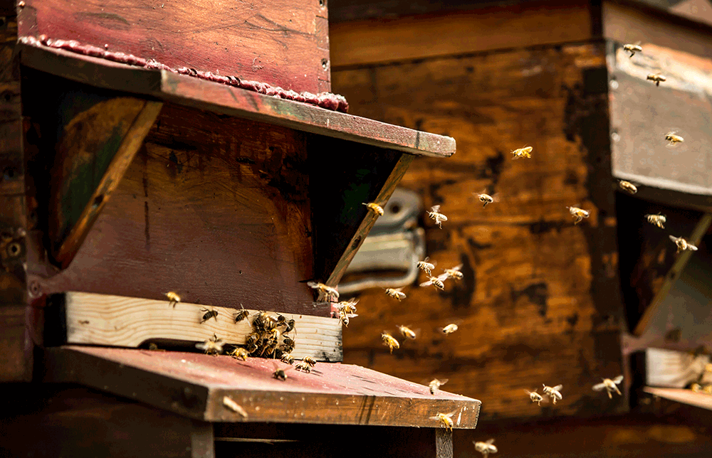 The Alpina Bees and our Beekeeping Workshops
